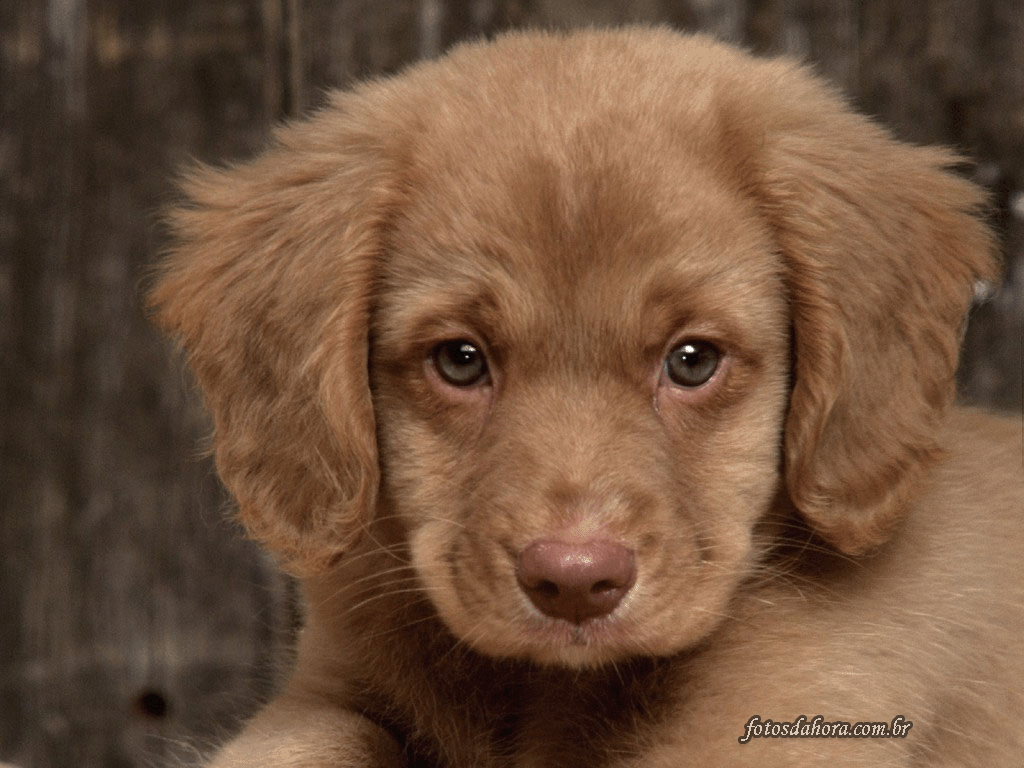 Cachorro White Blue Con Gen Tricolor Pictures