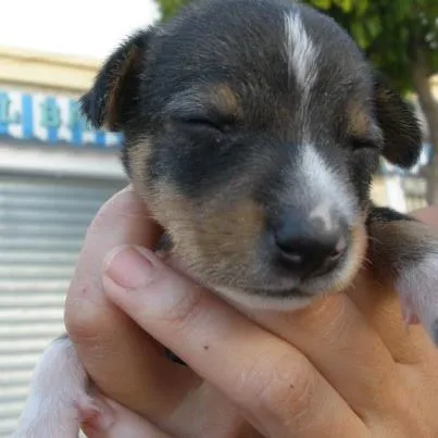 Cachorros en adopción: Cachorro de raza pequeña en Córdoba