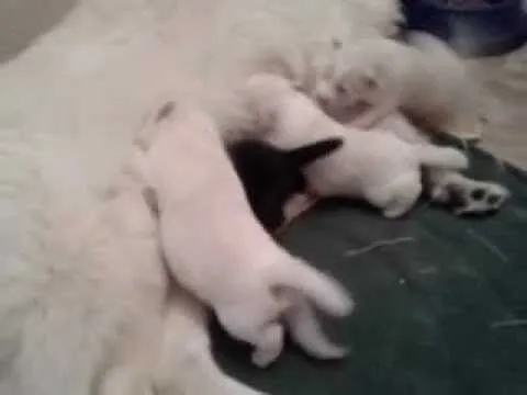 Cachorros en adopción cruce de samoyedo y labrador - YouTube