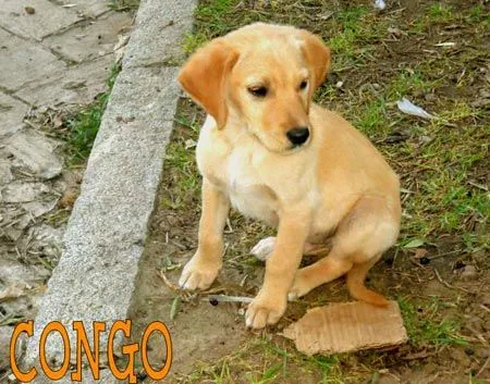 Cachorros en adopción: Labrador dorado de 3 meses en adopción