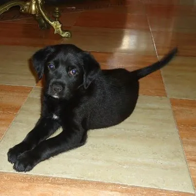 Cachorros en adopción: Regalan cachorro de labrador negro