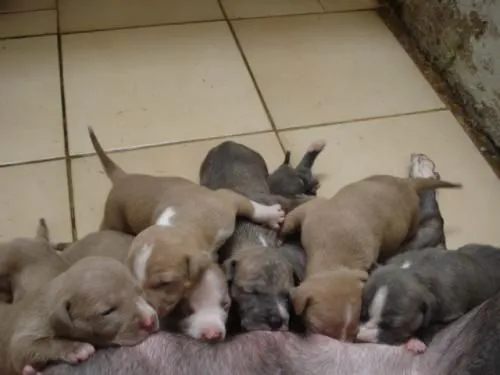 Cachorros american stanford - San José, Costa Rica - Animales ...