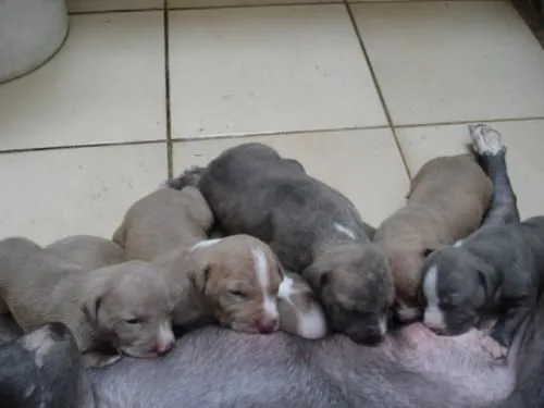 Cachorros de american stanford - San José, Costa Rica - Animales ...