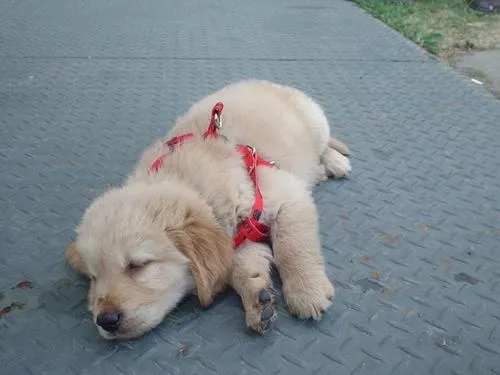 Los cachorros mas bonitos del mundo - Imagui