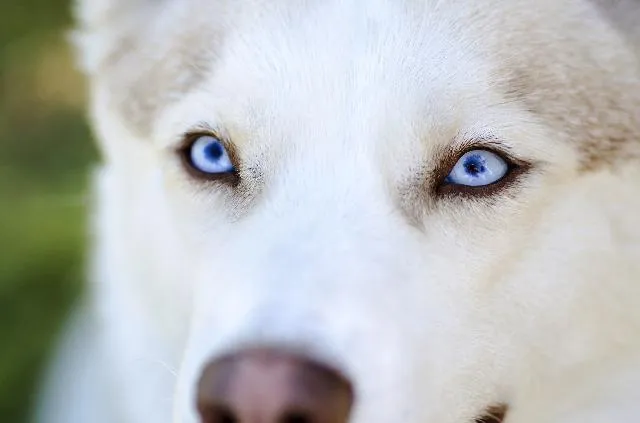 Cachorros Bonitos - Diferentes raças e personalidades | CachorroGato