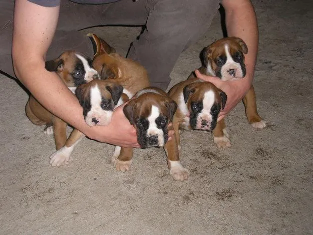 Mascotas: perros boxer