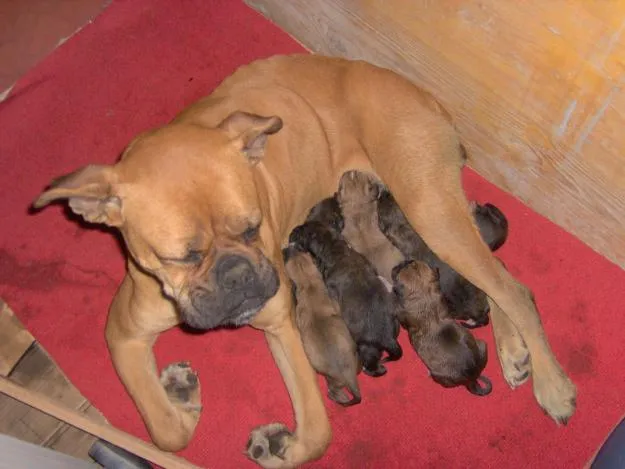 Fotos de perros boxer recien nacidos - Imagui