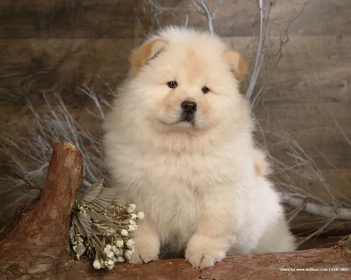 Cachorros Chow Chow Blanco