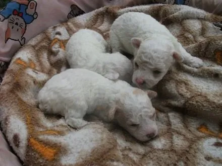 Cachorros french poodle recien nacidos - Imagui