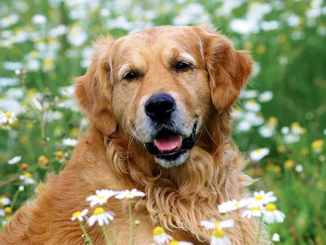 Cachorros golden retriever: Recién nacidos