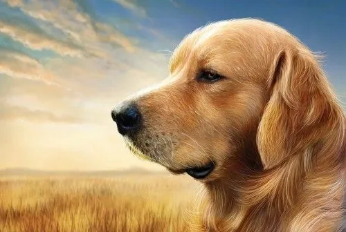 Cachorros Hd Wallpapers Num2 | NEWSMOV