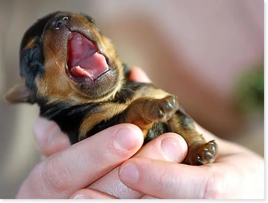 Cachorros Huérfanos (Debemos saber.........) | Perros.com