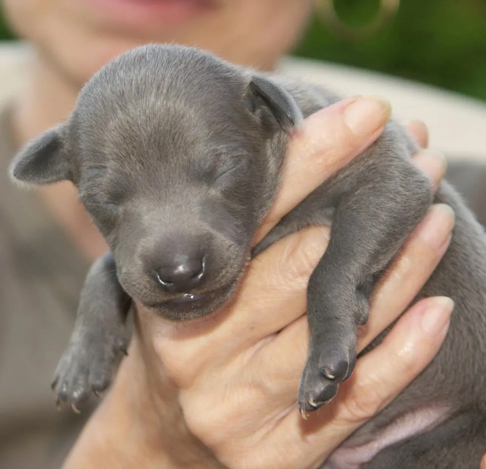 Cachorros Huérfanos (Debemos saber.........) | Perros.com