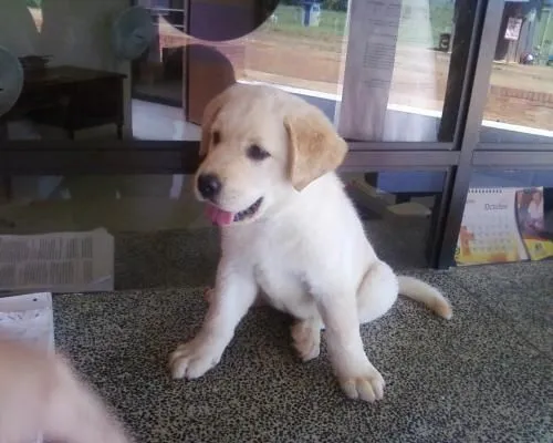 Cachorros labrador Dorado - Imagui