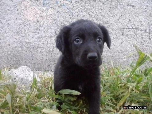 Cachorros Labrador Negros En Distrito Federal Pictures