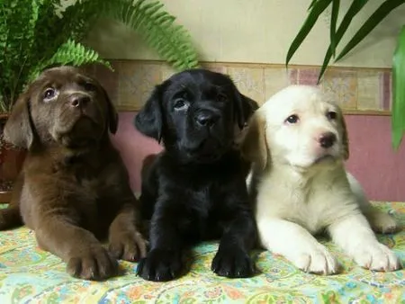 Cachorros Labrador Retriever