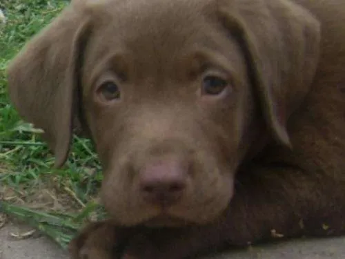 Labradores chocolate recien nacidos - Imagui