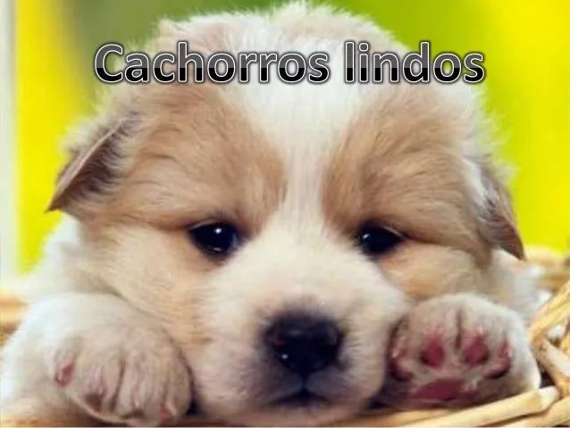 Cachorros lindos