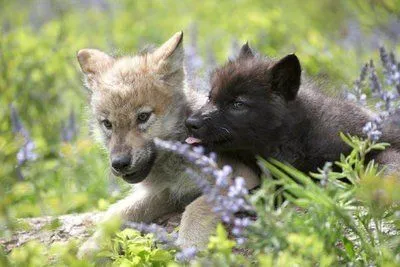 Cachorros de lobo en el césped.