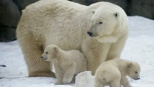 5.000 cachorros de oso polar nacieron en estos últimos días del ...