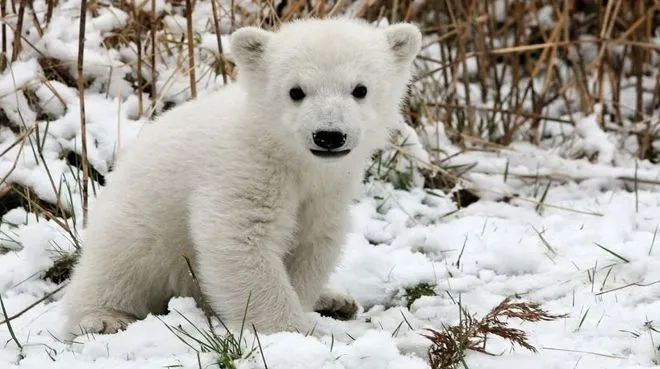 Los cachorros de osos polares mueren en la búsqueda de hielo