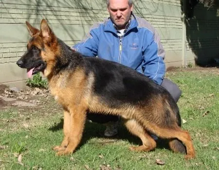 Cachorros de Ovejero Alemán de pelo corto y de pelo largo, para la ...