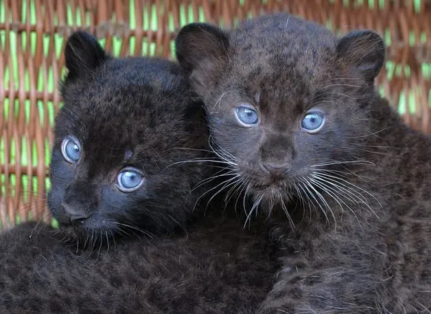 Cachorros de pantera | Animales salvajes | Pinterest