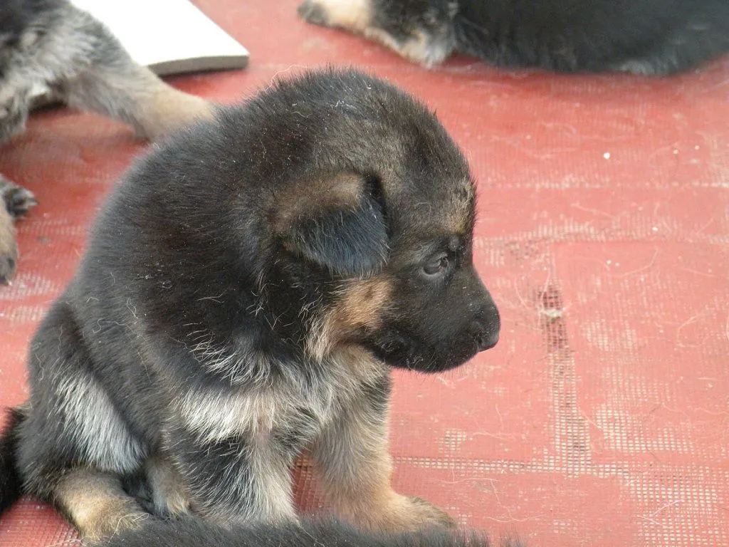 pastor aleman 1 mes | Cuidar de tu mascota es facilisimo.