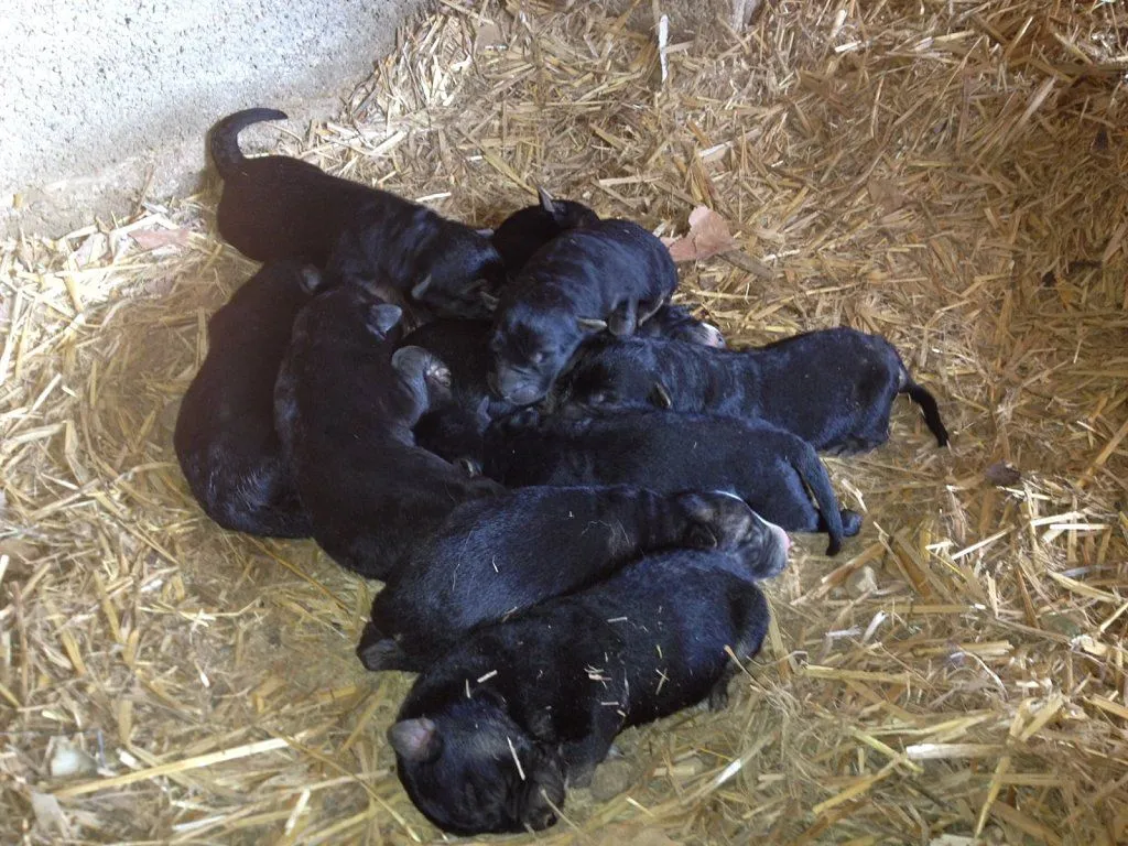 cachorros de pastor aleman (5) | Cuidar de tu perro es facilisimo.