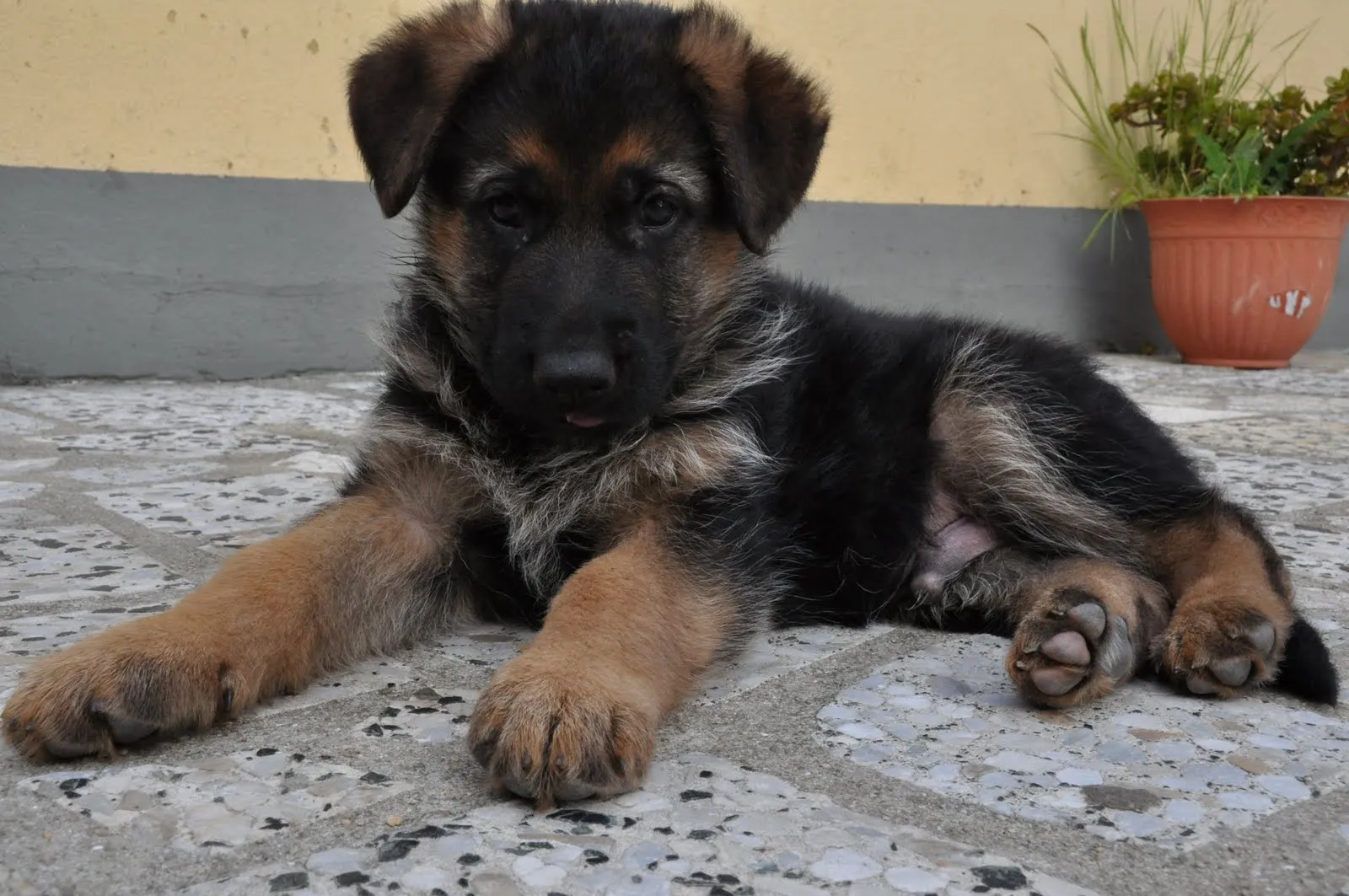 Cachorros de pastor alemán