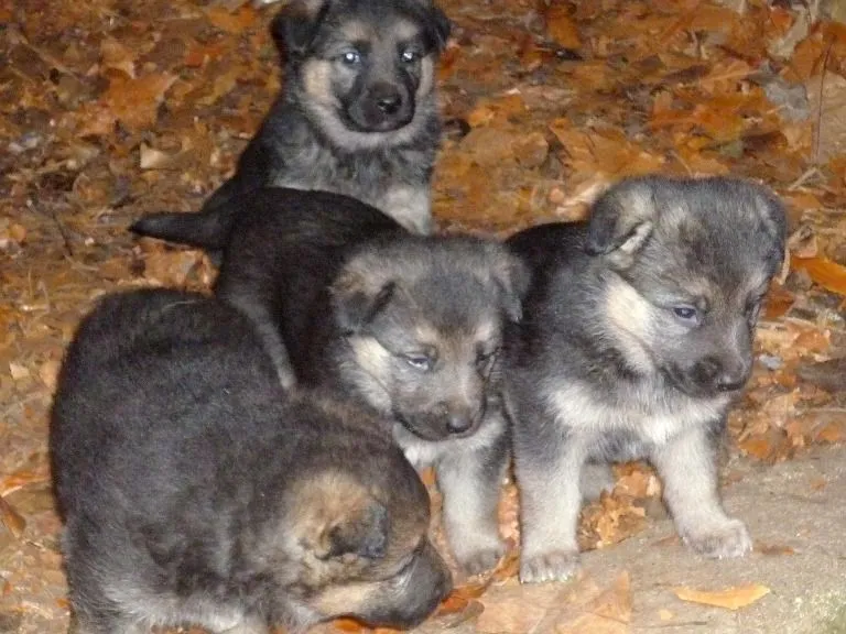 CACHORROS DE PASTOR ALEMÁN EN ADOPCIÓN | Refugio de animales de ...