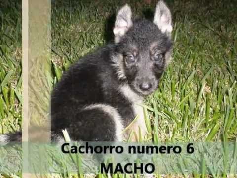 Cachorros Pastor Aleman Mestizos con Husky Siberiano - YouTube