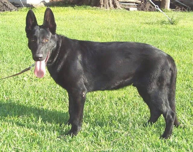 Cachorros Pastor Aleman negro solido y dark sable: Cachorros ...