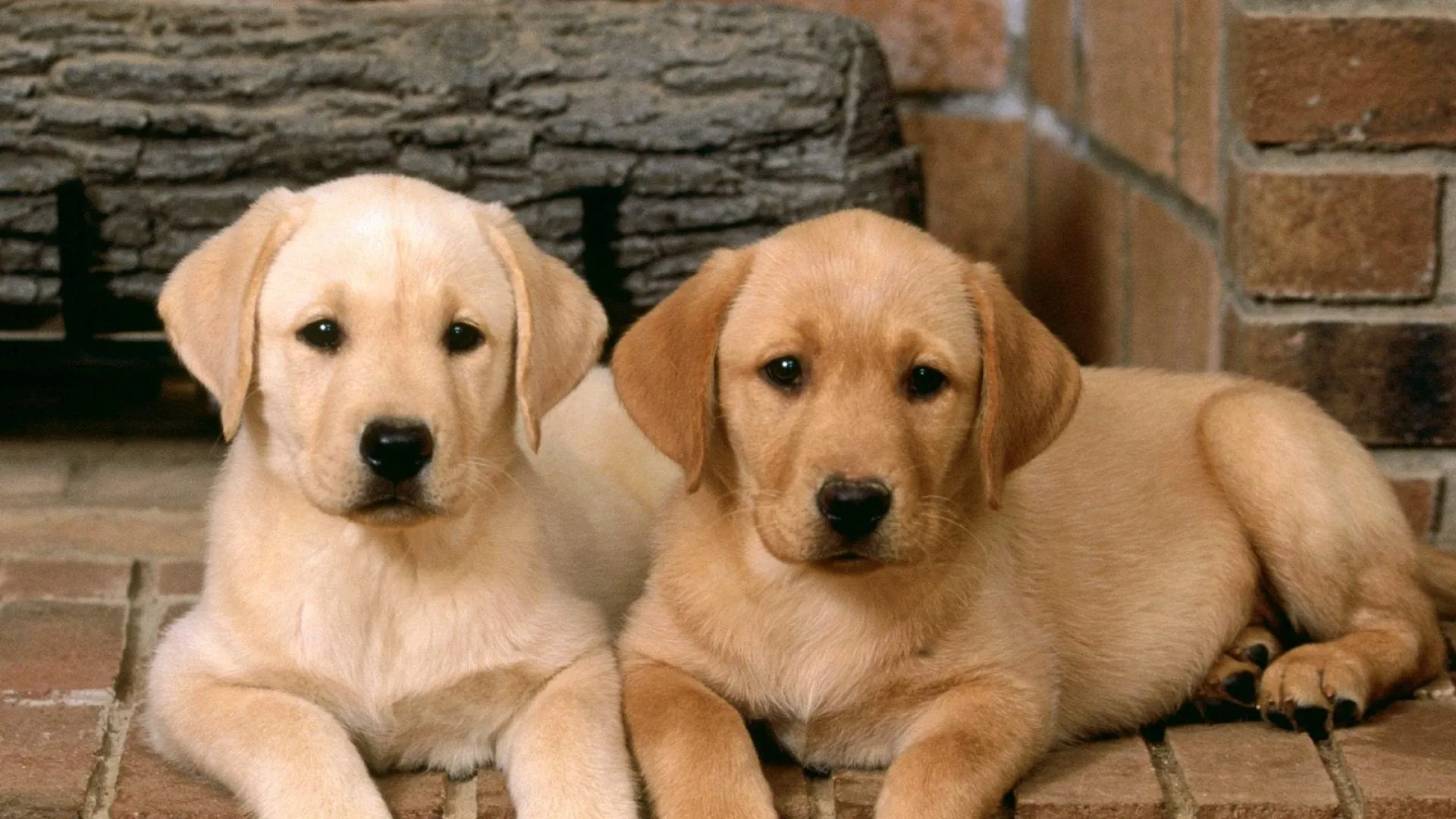 Cachorros de perros labradores - 1920x1080 :: Fondos de pantalla y ...