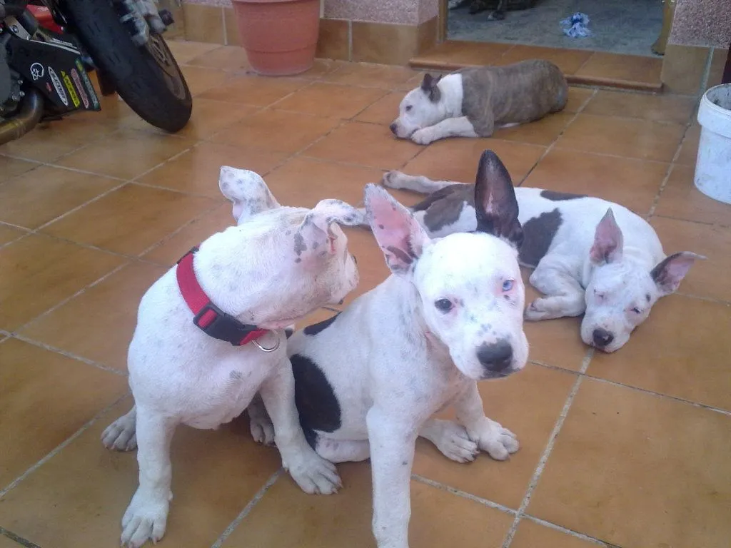 cachorros pitbull (3) | Cuidar de tu perro es facilisimo.