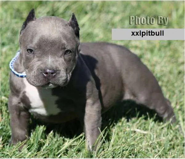 Fotos de Cachorros Pitbull, Baja Estatura, Y Fuerte Estructura ...