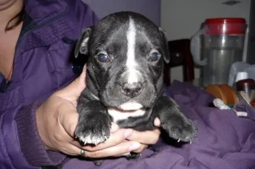 Cachorros pitbull stanford gran linea - Bogotá, Colombia ...