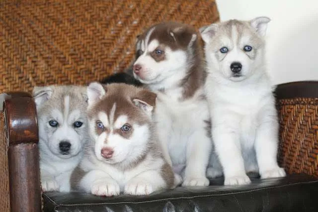 Cachorros de raza husky siberiano deje - Chuquisaca, Bolivia ...