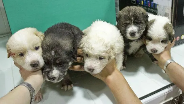 Cinco cachorros recién nacidos abandonados dentro de un saco junto ...