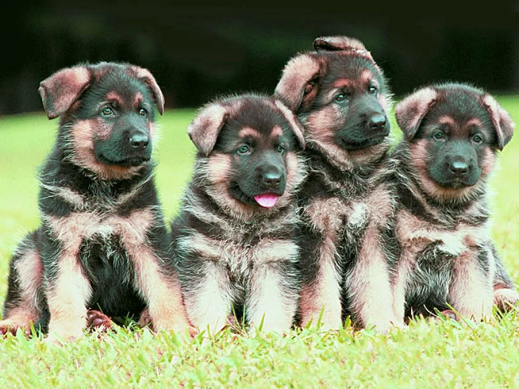 cachorros recien nacidos | Cuidar de tu perro es facilisimo.