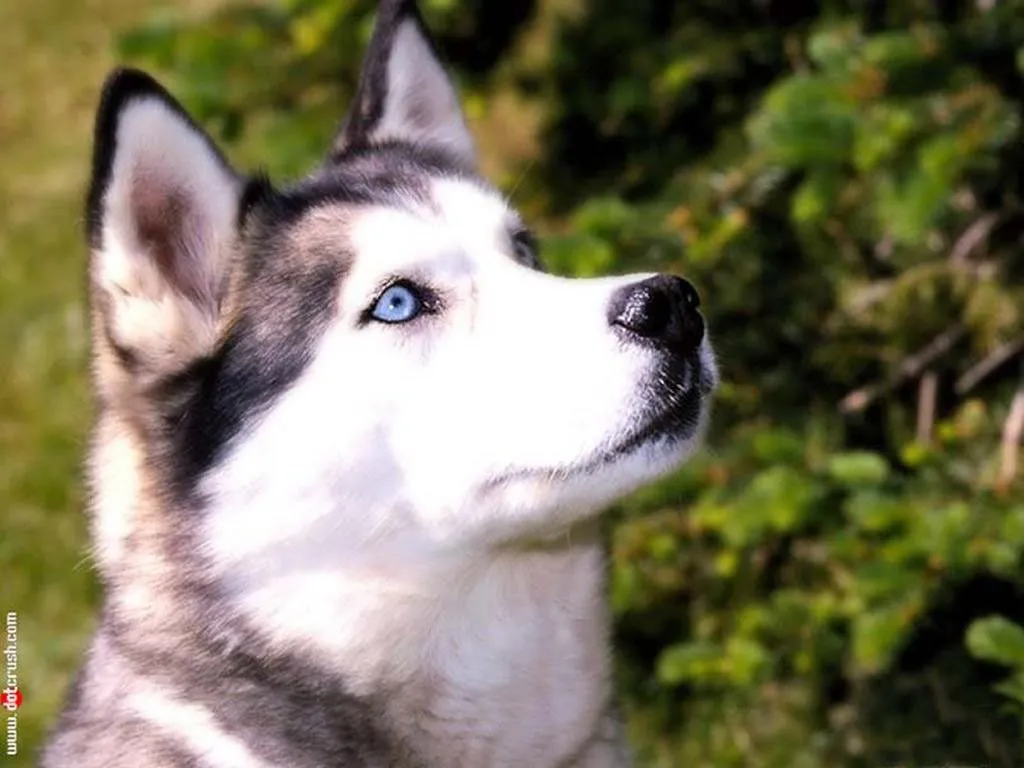 Cachorros Siberian Husky Husky O Lobo Siberiano Son Alimentados ...