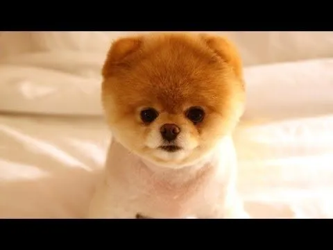 Los cachorros más tiernos del mundo - WorldNews