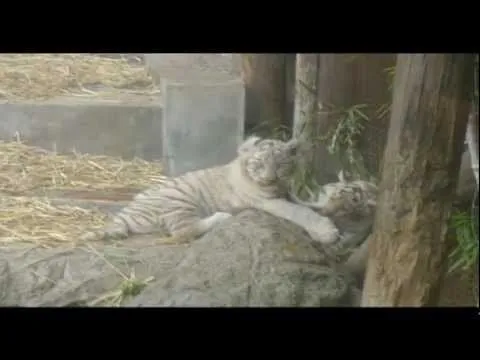 Los cachorros de tigre de bengala del zoo de Buenos Aires - Worldnews.