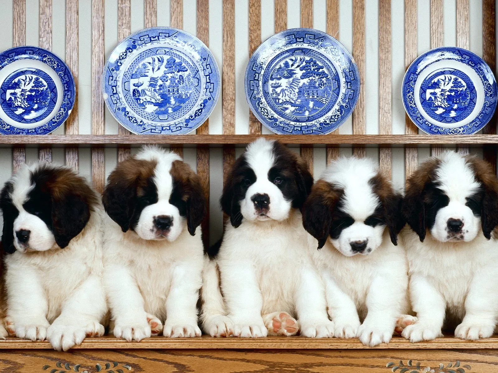 Perros san bernardo cachorros - Imagui