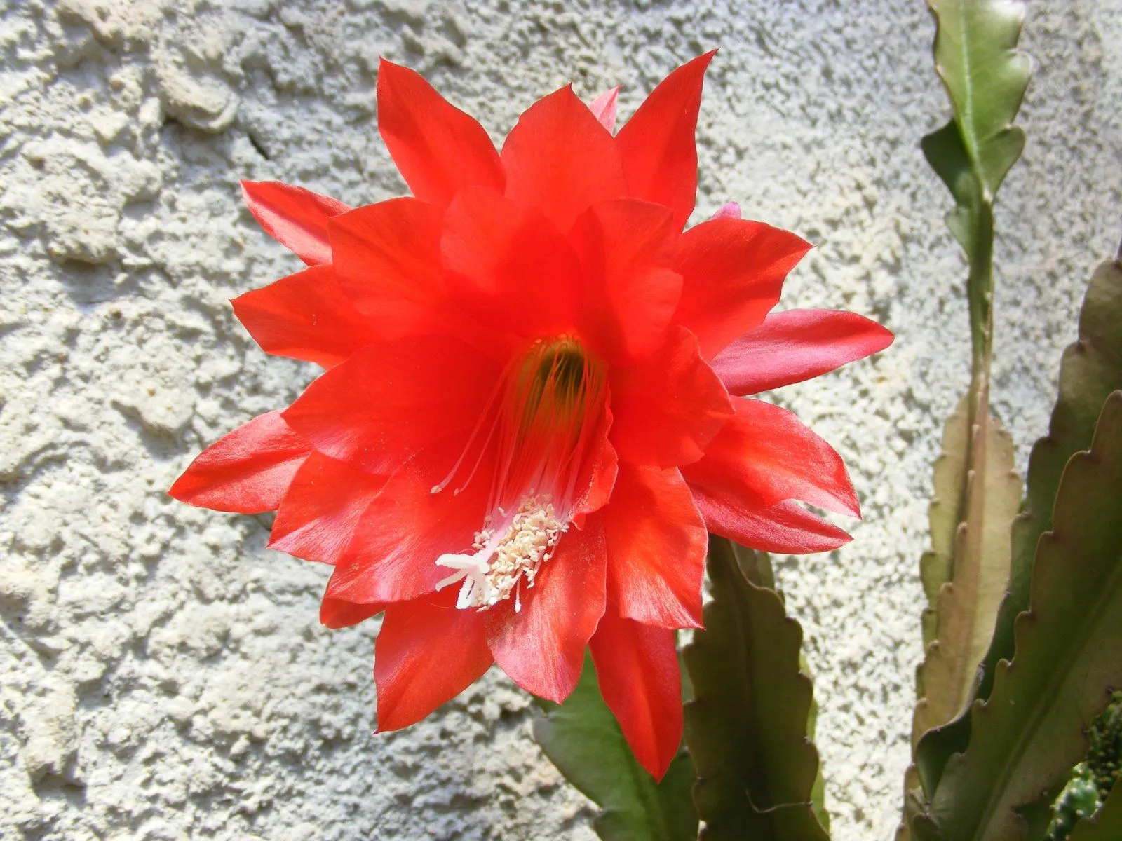 CACTUS: Ayer hizo muy buen día y varios cactus abrieron sus flores...