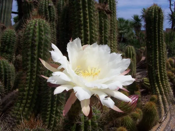 CACTUS CON FLOR BLANCA - Foro de InfoJardín