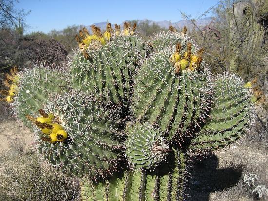 Cactus Forest Drive - Saguaro National Park - Reviews of Cactus ...