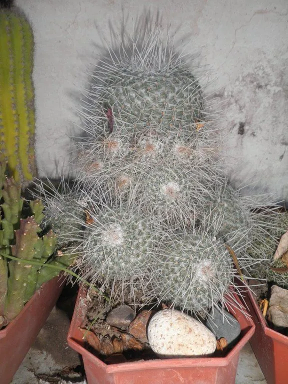 Cactus y palomas en la casa de mis amigos | Cuidar de tus plantas ...