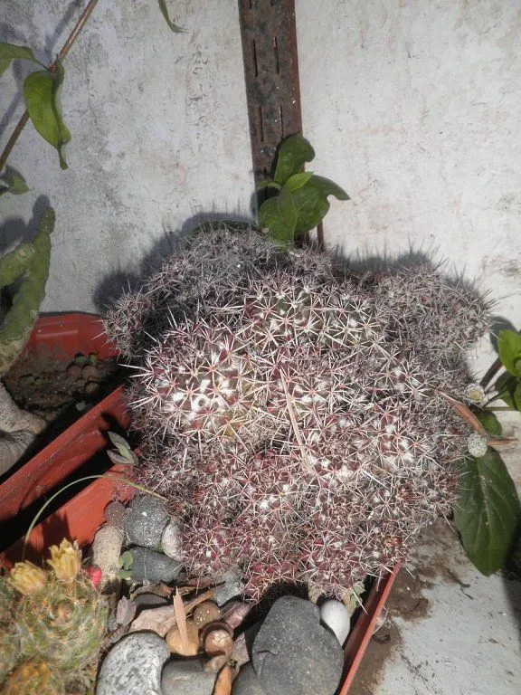 Cactus y palomas en la casa de mis amigos | Cuidar de tus plantas ...