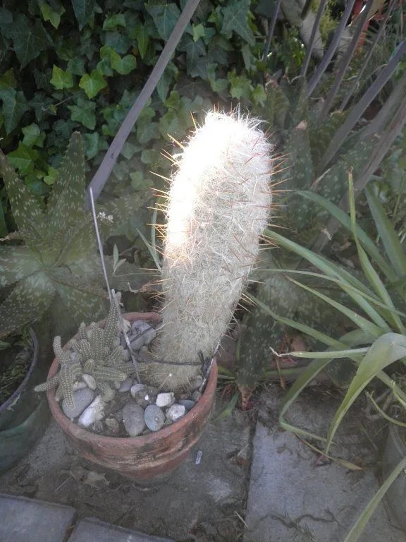 Cactus y palomas en la casa de mis amigos | Cuidar de tus plantas ...